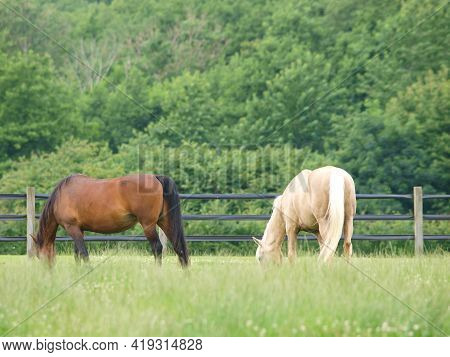 A Small Herd Of Horses Graze A Summer Paddock.