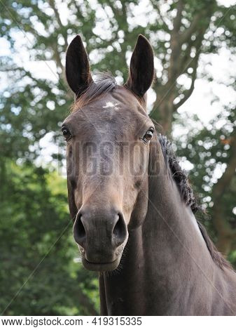 A Head Shot Of A Pretty Bay Horse.