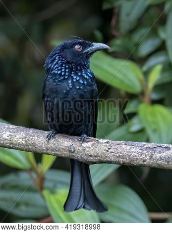 Nature Wildlife Image Of Bronze Drongo Bird (dicrurus Aeneus) On Perch