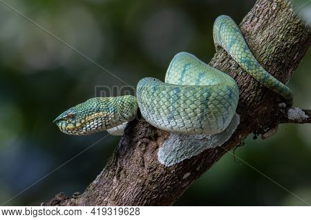 A Very Venomous And Endemic Snake Sabah Pit Viper Bornean Keeled Pit Vipe With Nature Green Backgrou