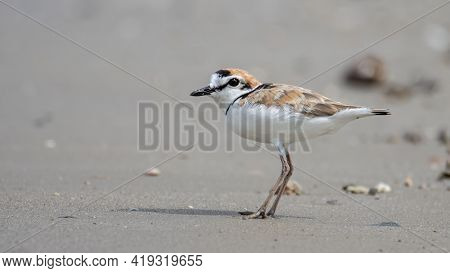 Nature Wildlife Image Of Malaysian Plover Is A Small Wader That Nests On Beaches And Salt Flats In S