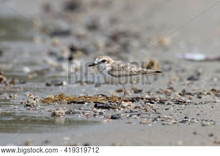 Nature Wildlife Image Of Malaysian Plover Is A Small Wader That Nests On Beaches And Salt Flats In S