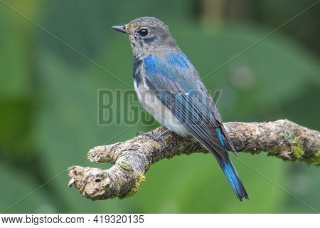 Juvenile Blue-and-white Flycatcher, Japanese Flycatcher Male Blue And White Color Perched On A Tree