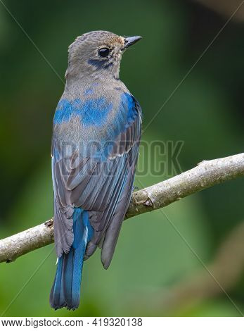 Juvenile Blue-and-white Flycatcher, Japanese Flycatcher Male Blue And White Color Perched On A Tree