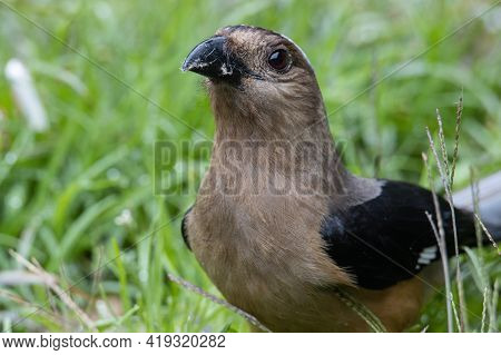 Nature Wildlife Image Of Beautiful Huge Bird Of Bornean Treepie (dendrocitta Cinerascen) Known Also