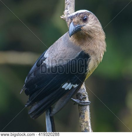 Nature Wildlife Image Of Beautiful Huge Bird Of Bornean Treepie (dendrocitta Cinerascen) Known Also