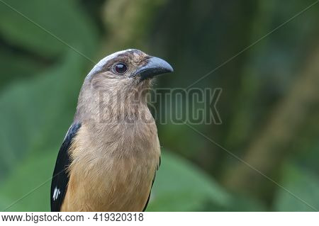 Nature Wildlife Image Of Beautiful Huge Bird Of Bornean Treepie (dendrocitta Cinerascen) Known Also