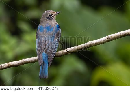 Juvenile Blue-and-white Flycatcher, Japanese Flycatcher Male Blue And White Color Perched On A Tree