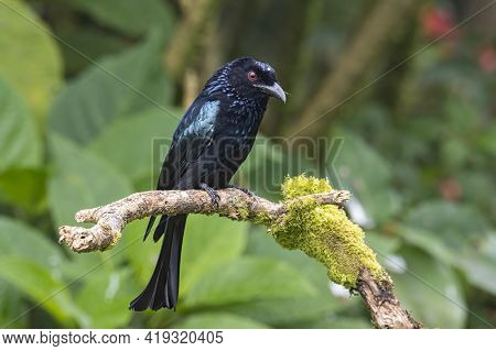 Nature Wildlife Image Of Bronze Drongo Bird (dicrurus Aeneus) On Perch