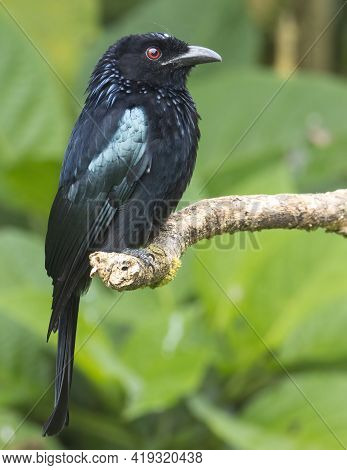 Nature Wildlife Image Of Bronze Drongo Bird (dicrurus Aeneus) On Perch