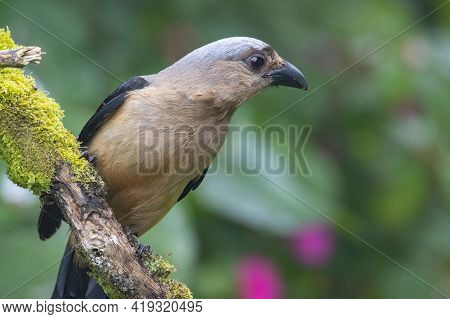 Nature Wildlife Image Of Beautiful Huge Bird Of Bornean Treepie (dendrocitta Cinerascen) Known Also