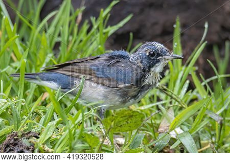 Juvenile Blue-and-white Flycatcher, Japanese Flycatcher Male Blue And White Color Perched On A Tree