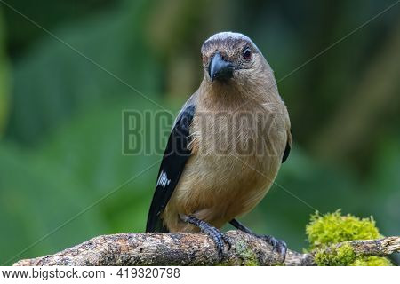 Nature Wildlife Image Of Beautiful Huge Bird Bornean Treepie (dendrocitta Cinerascen) Known Also End