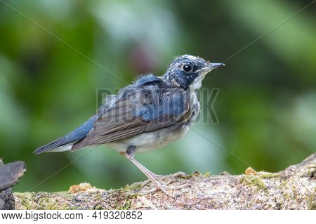Juvenile Blue-and-white Flycatcher, Japanese Flycatcher Male Blue And White Color Perched On A Tree