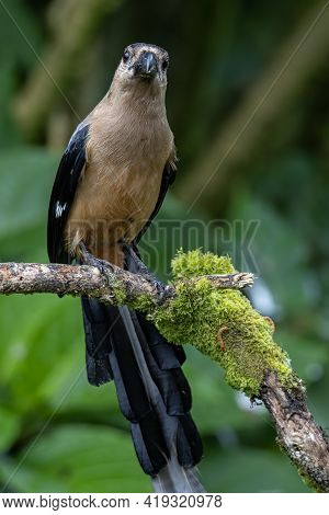 Nature Wildlife Image Of Beautiful Huge Bird Bornean Treepie (dendrocitta Cinerascen) Known Also End