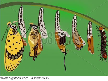 The Doll Has Turned Into A Butterfly, Free Style Illustration.