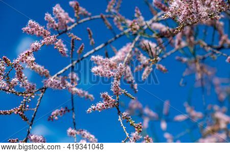 Tamarisk, Pink Flowers, Blooming, Grow On Saline Soils. Sunny Day, Blue Sky  Background. Tamarix Als