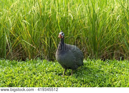 The Guinea Fowl Have A Hard-humped Crest That Looks Like They Are Wearing A Metal Helmet Or Helmet, 