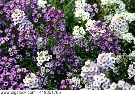 Cover From Purple And White Flowers.closeup Floral Baxkground With Copy Space.