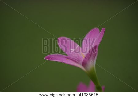 Blumen