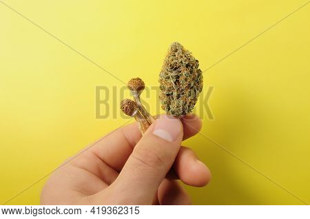 Micro-dosing Concept. Dried Psilocybe Mushroom And Cannabis Bud In Man's Hand On Yellow Background. 