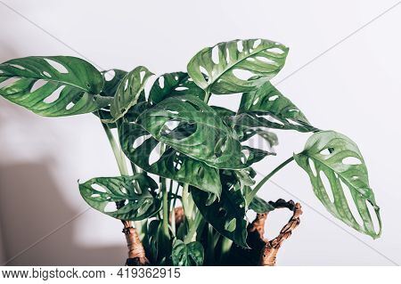 Monstera Monkey Mask, Or Official Name Monstera Adansonii, The Adansons Monstera, Swiss Cheese Plant
