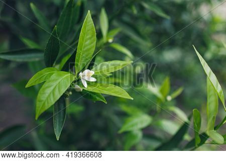 Close-up Of A Bud Of A Blossoming Tangerine Tree.