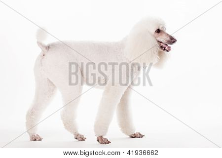 Hvid Royal puddelhund