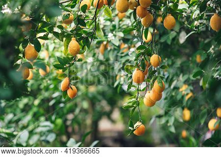 Ripe Yellow-orange Meyer Lemons On A Lemon Tree.