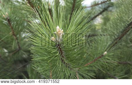 Young Pine Cones In A Park Growing In Europe. Coniferous Cones. Scots Pine Or Scots Pine Pinus Sylve