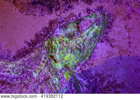 Fluorescent Glowing Head Of A Fossil Fish From The Late Jurassic Of Southern Germany.
