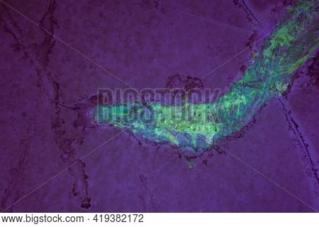 Fluorescent Glowing Head Of A Fossil Fish From The Late Jurassic Of Southern Germany.