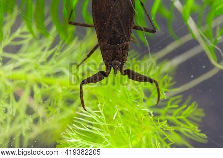 Water Scorpion, Nepa Cinerea, On A Water Plant.