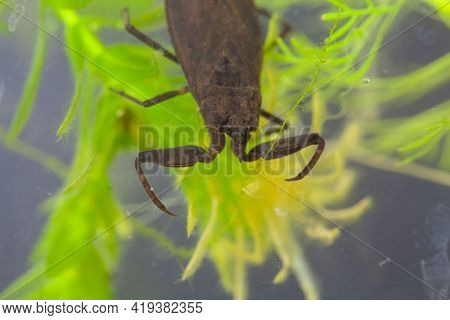 Water Scorpion, Nepa Cinerea, On A Water Plant.