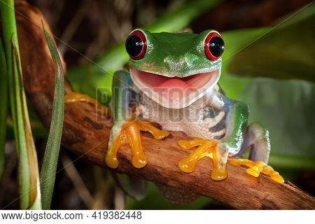Red-eyed Tree Frog Sitting On A Branch And Smiling