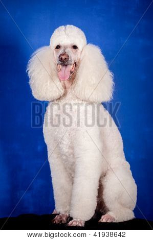 Hvid Royal puddelhund