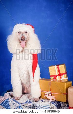 Hvid Royal puddelhund