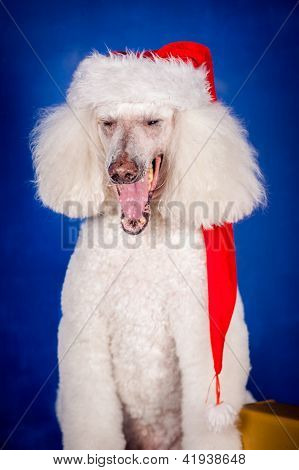 Hvid Royal puddelhund