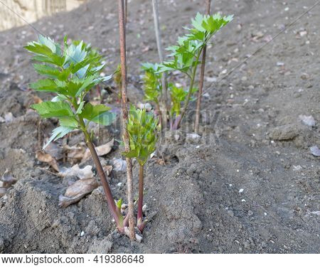 Lovage With Fresh Leaves In The Spring Time - Benefits Of Lovage Concept - How To Grow Lovage - Medi