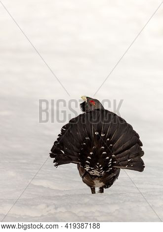 Winter Display On Snow Male Capercaillie - Tetrao Urogallus - Tail Seen From Behind