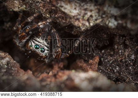 Jumping Spider With Small Water Drops On Her Head Hides In The Tree Bark