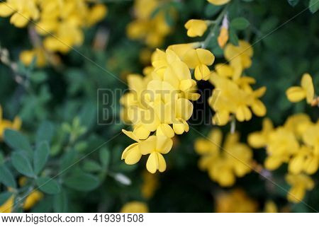 The Bright Yellow Color Of Broom 'genista Spachiana' Flowers