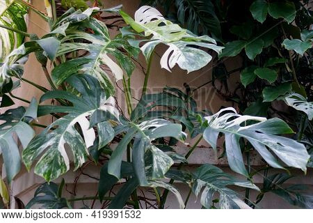 Beautiful Variegated Leaves Of Monstera Deliciosa Albo Tropical Plant
