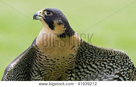 Peregrine Falcon