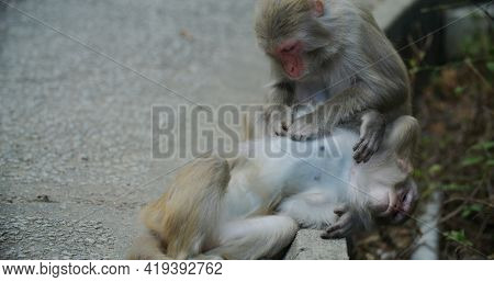 Monkey delousing with other monkey
