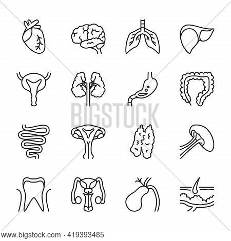Human Internal Organs Thin Line Icon Set Isolated On White.  Black Contour Medical Symbols. Heart, L