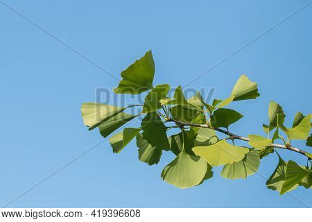 Gingko Biloba Leaves Flapping In The Wind Over Clear Blue Sky