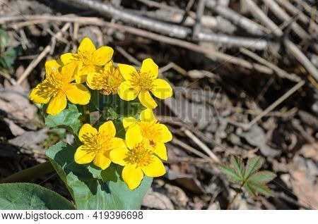 Caltha. Yellow Spring Flowers On The Background Of Last Year's Fallen Leaves. Selective Focus.