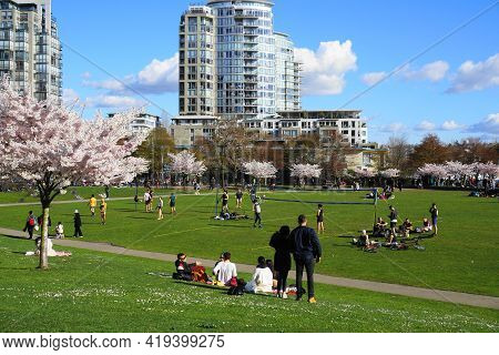 People Enjoyng Park On Sunny Day. Beautiful Cherry Blossom On Background. Vancouver, Bc, Canada. Dav
