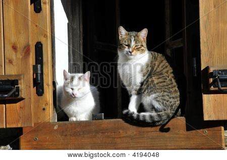 Gatos en la ventana